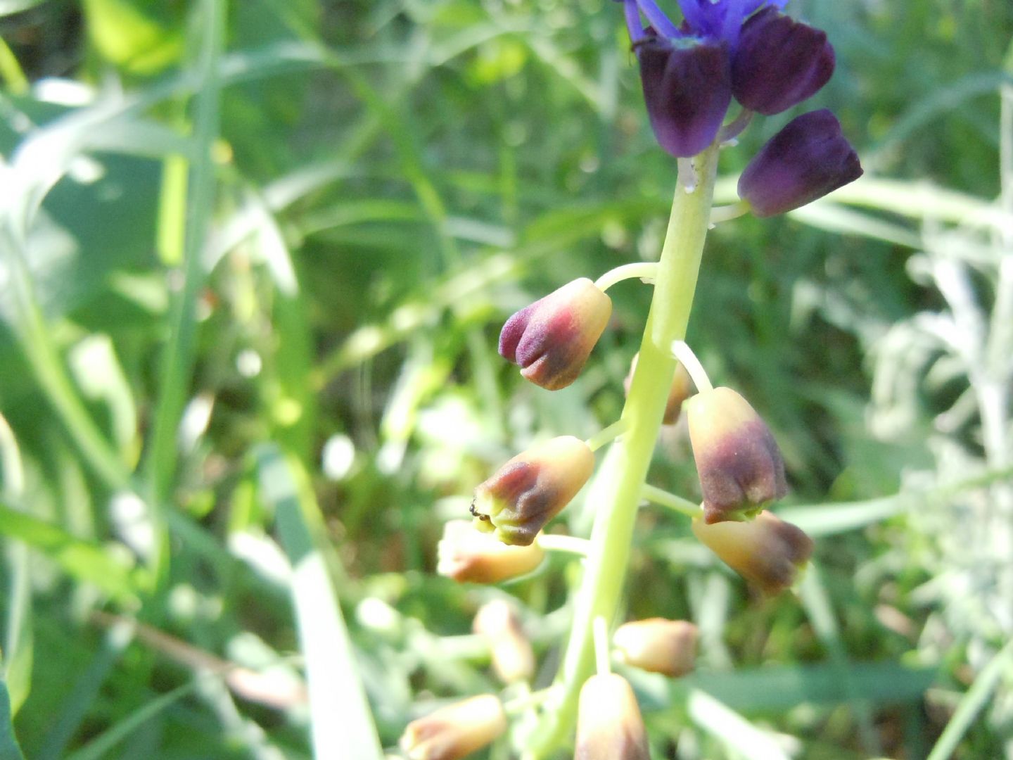 dalla costiera sorrentina - Muscari comosum